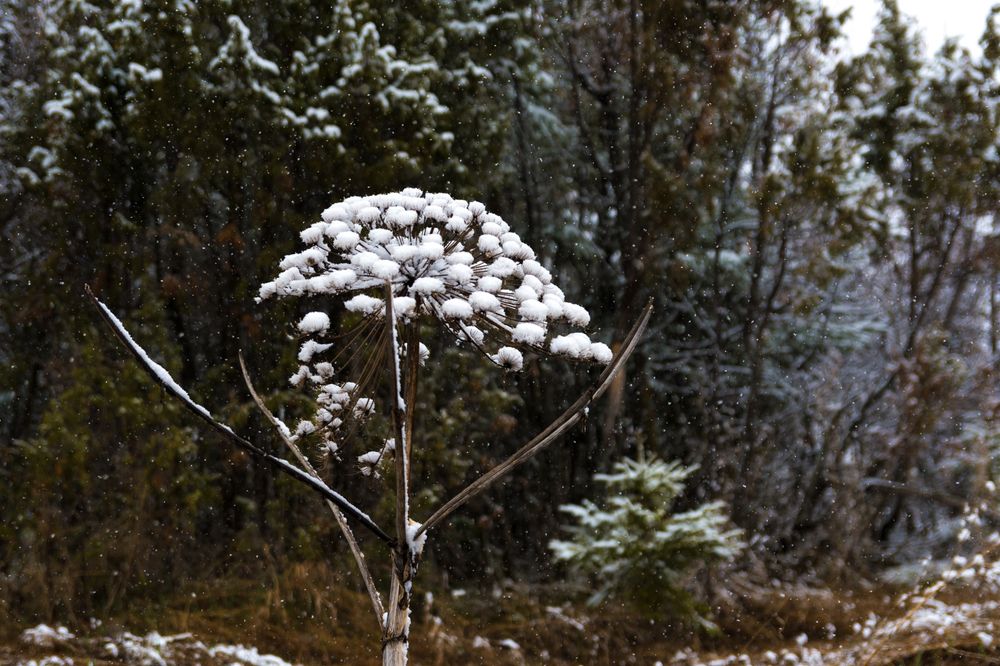 Photograph by Екатерина Устьянцева