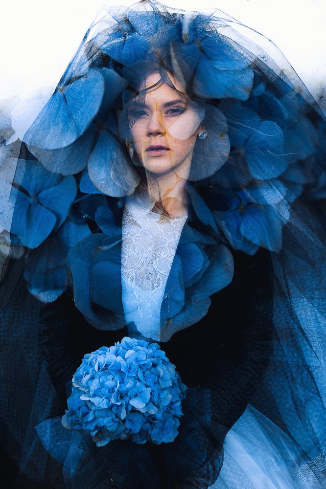 голубая гортензия