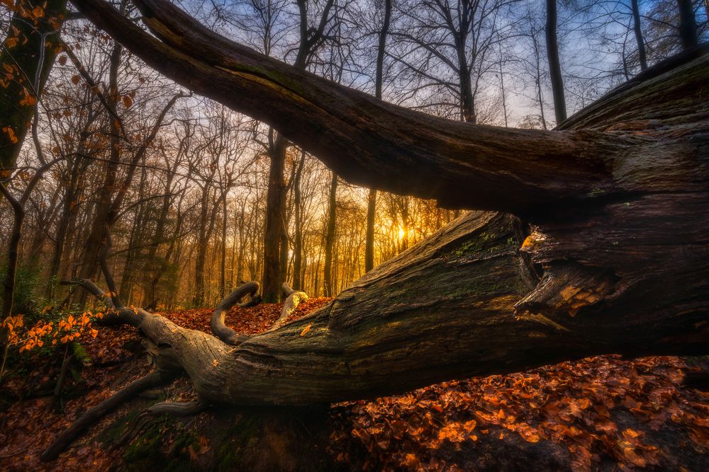 Photograph by ABHISHEK DEY