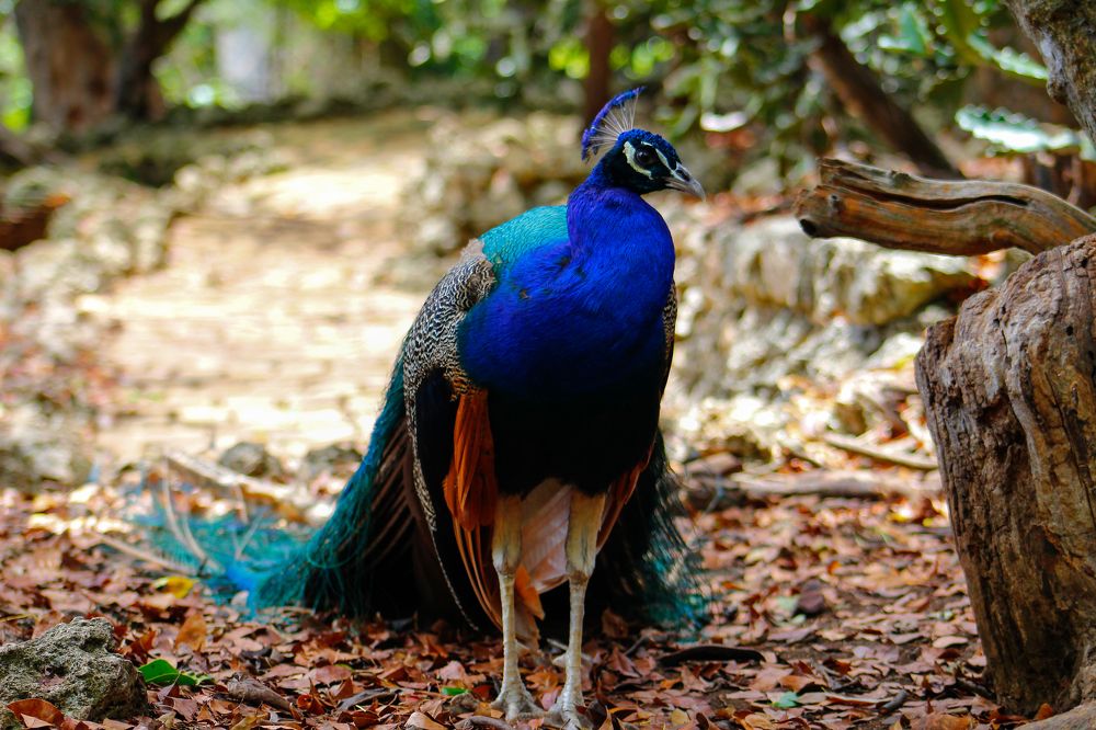 Royal Peacock