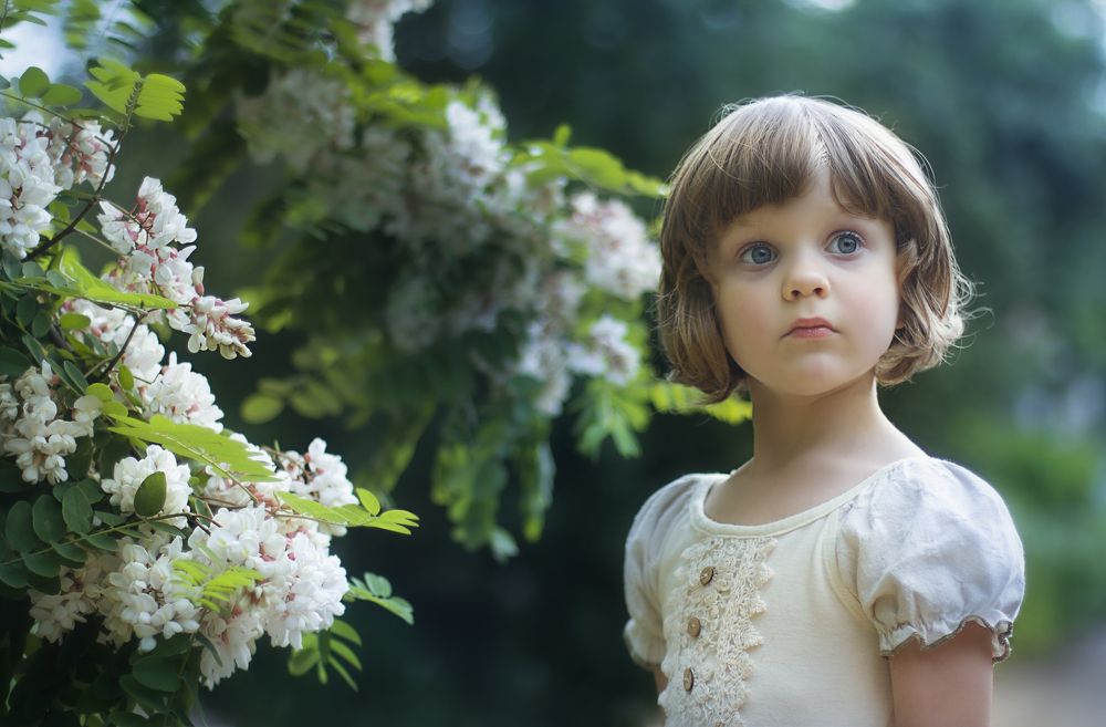 Акации гроздья душистые