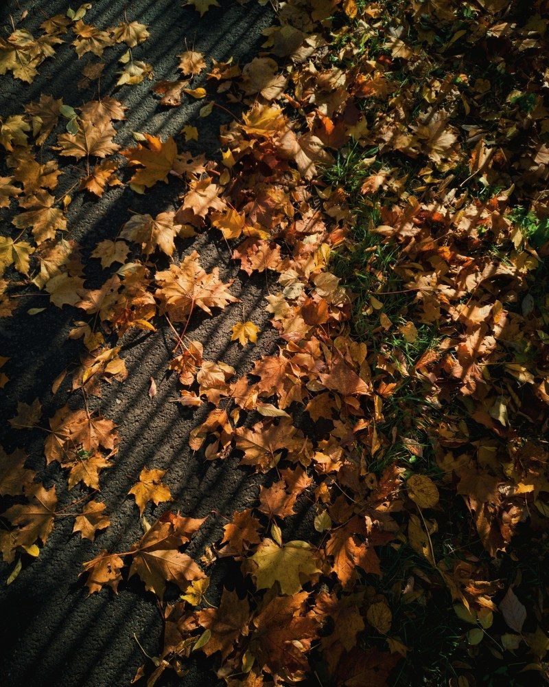 Осеннее барбекю