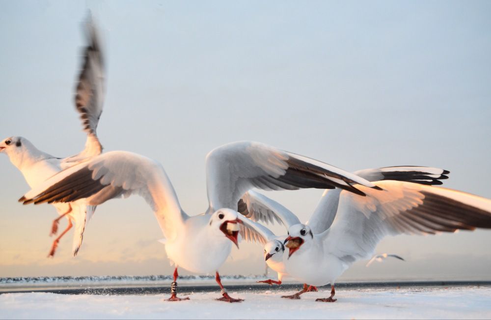 Photograph by Galina Baranovskaja