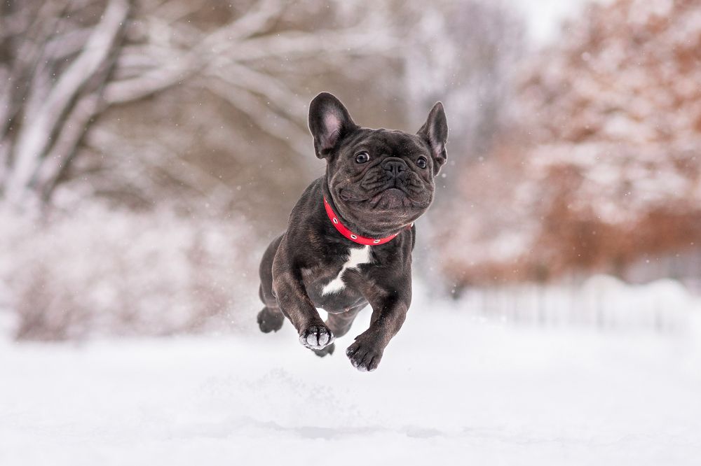Мороз подстёгивает бульдога Виви