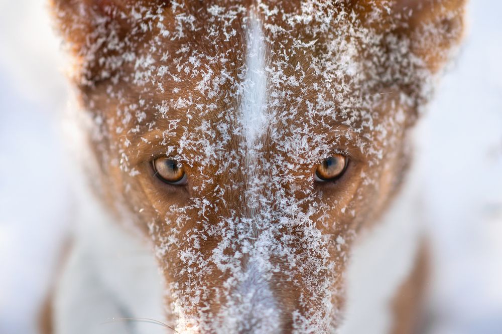 Зима нипочем, огонь внутри.