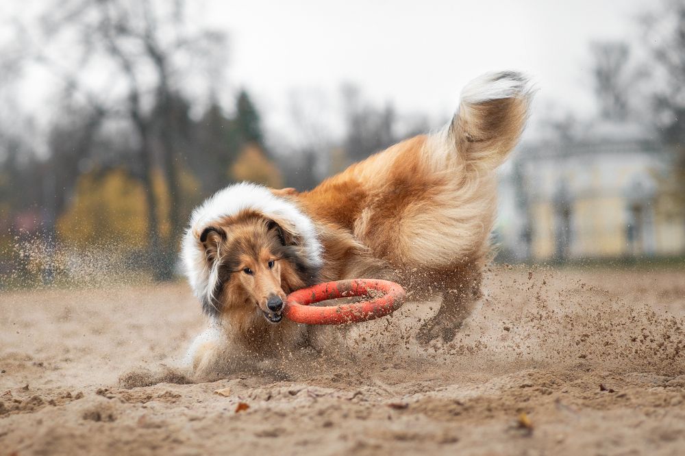 Песчаная буря