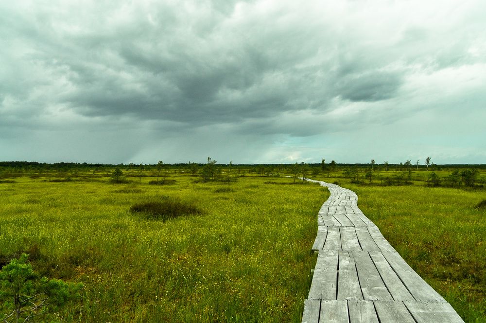 Swamps of Belarus