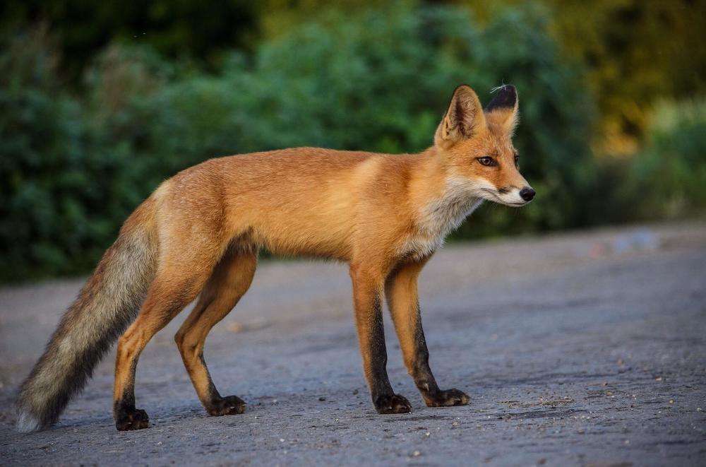 Дикий лисенок.