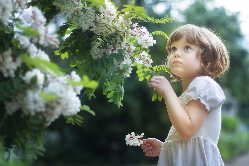 Акация - гроздья душистые