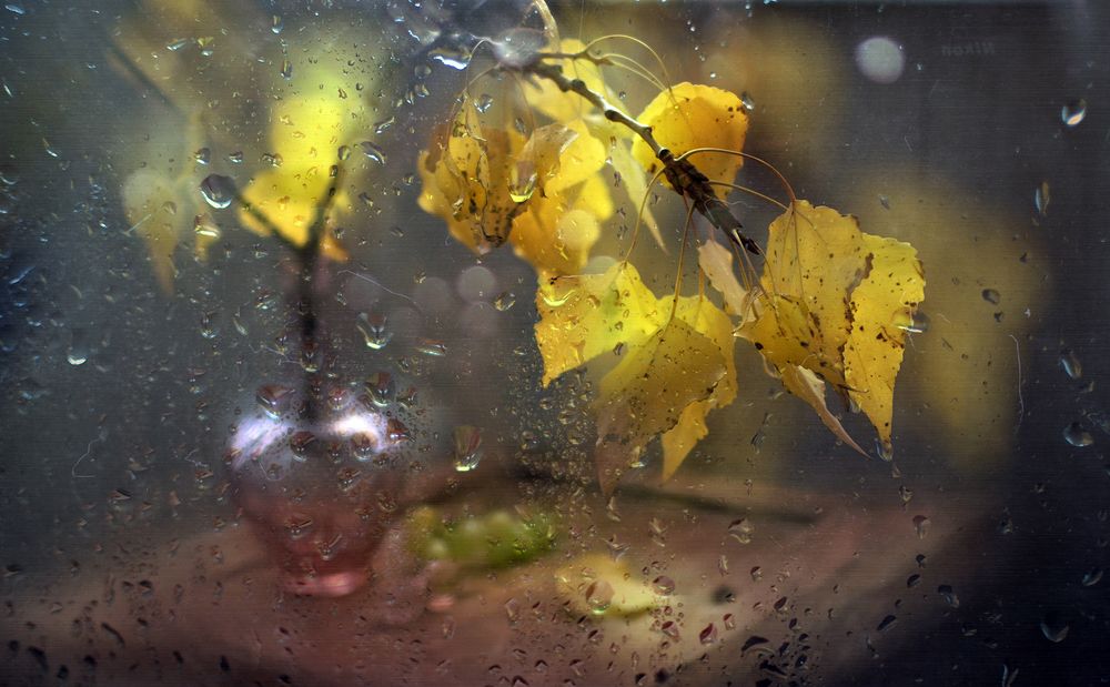 Фотография автора Шипунова Ирина