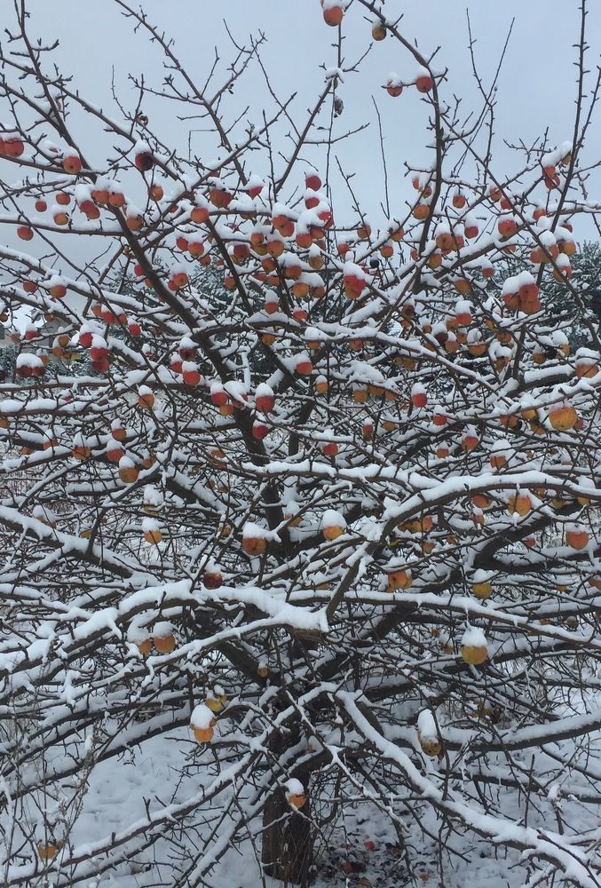 An apple in the winter