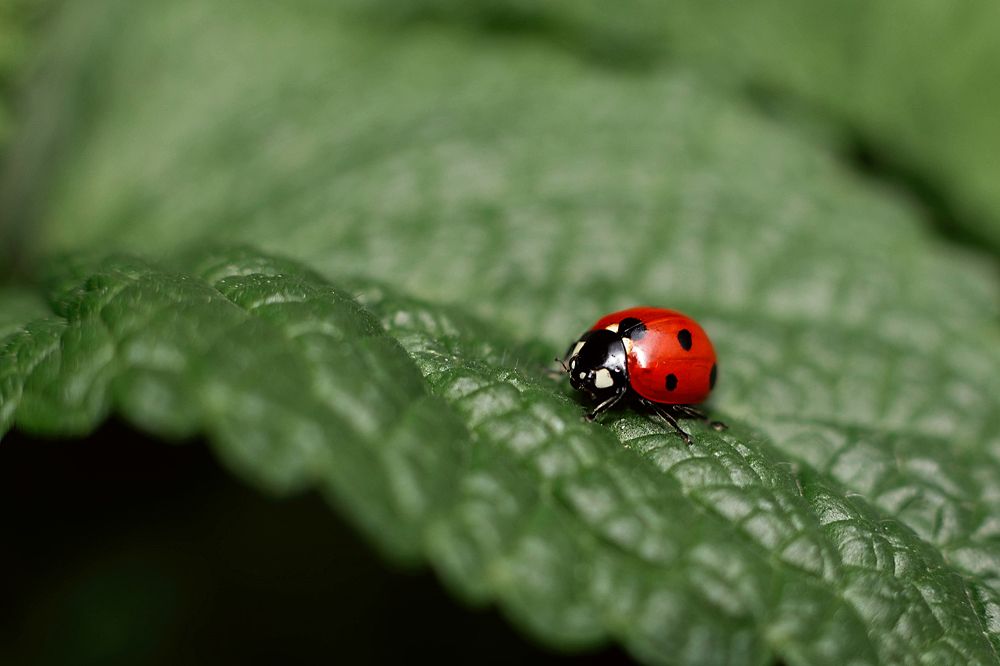 Photograph by Marina Charkina