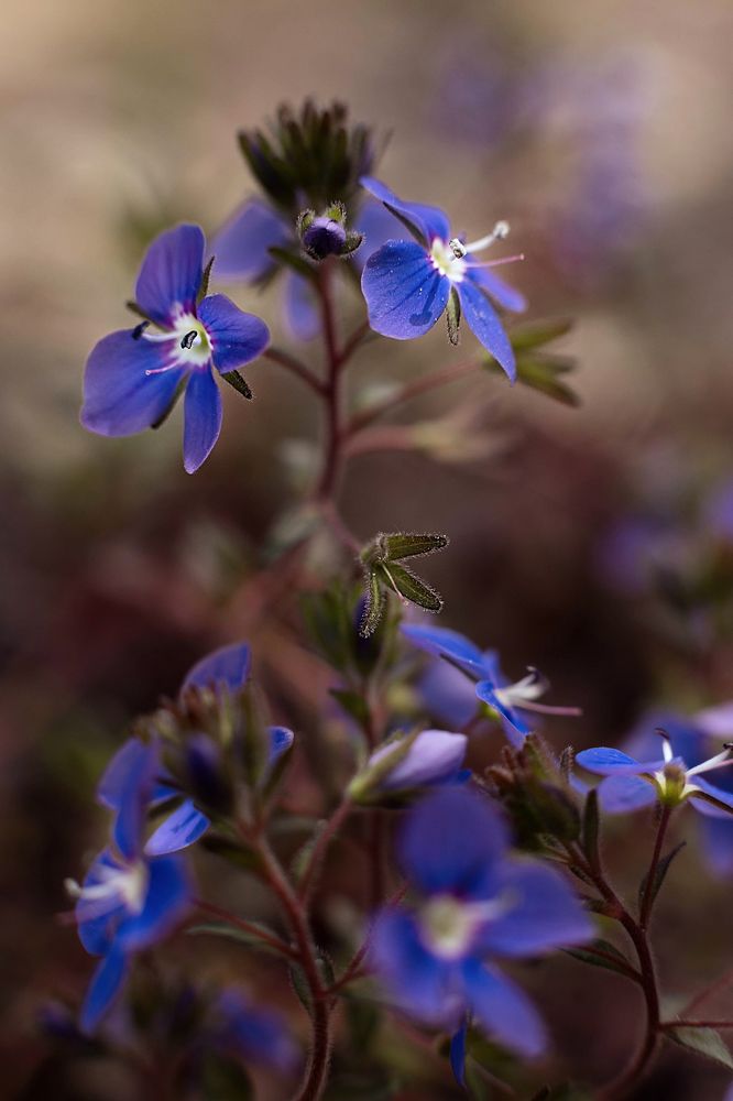 Photograph by Marina Charkina