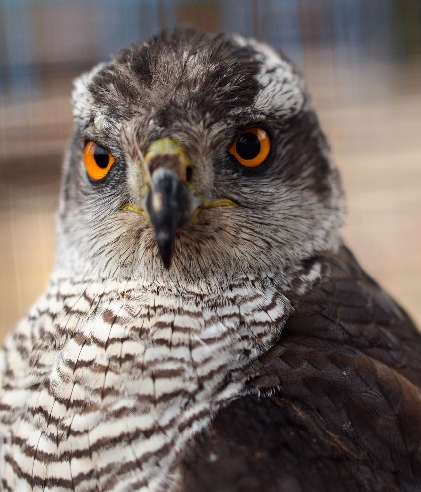 Photograph by Svetlana Popova