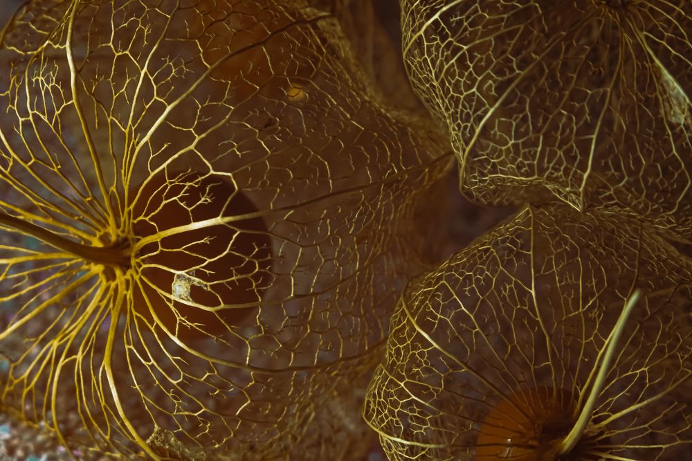 Photograph by Алеся Писнова