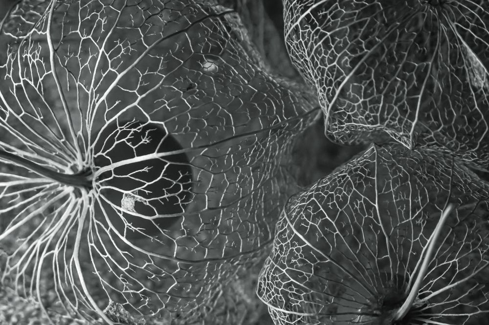 Photograph by Алеся Писнова