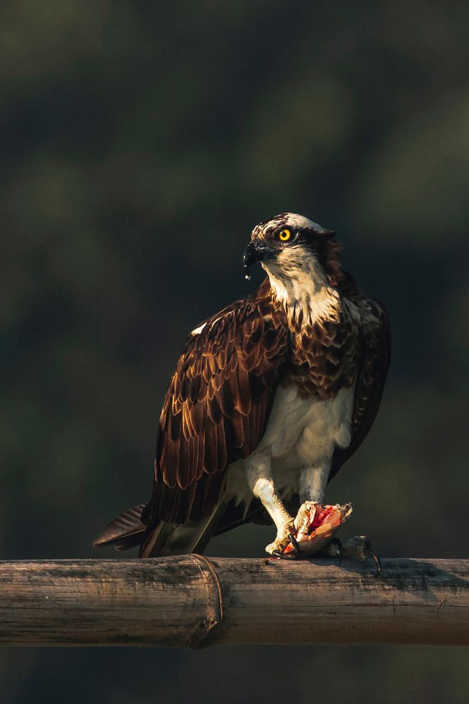 THE ELITE FISH-HUNTER OF THE MARSHLAND WITH A KILL