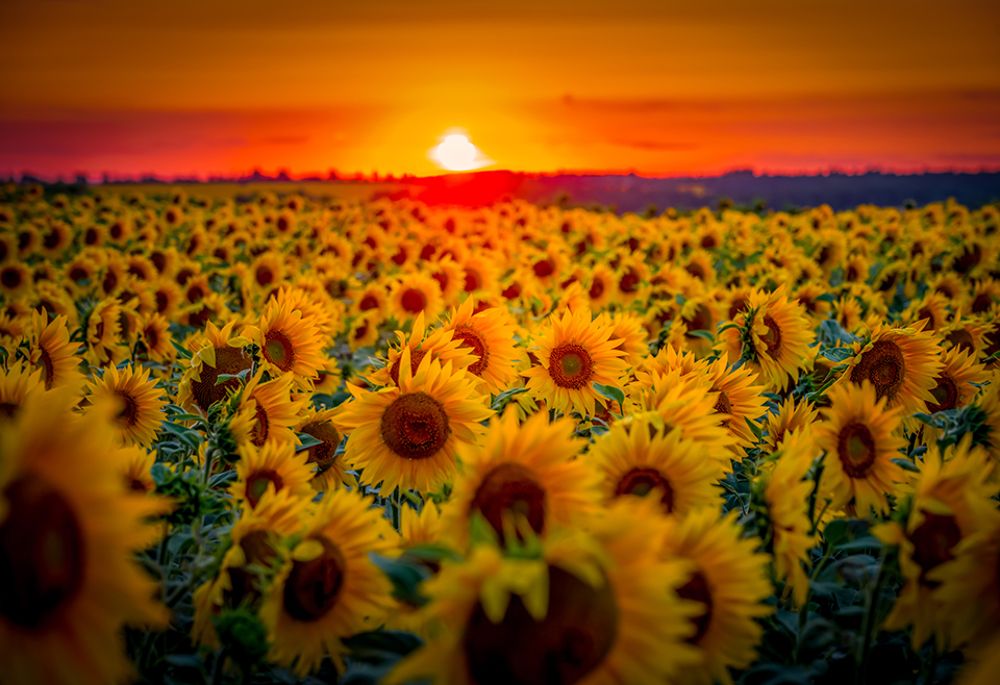 Photograph by Игорь Кляхин