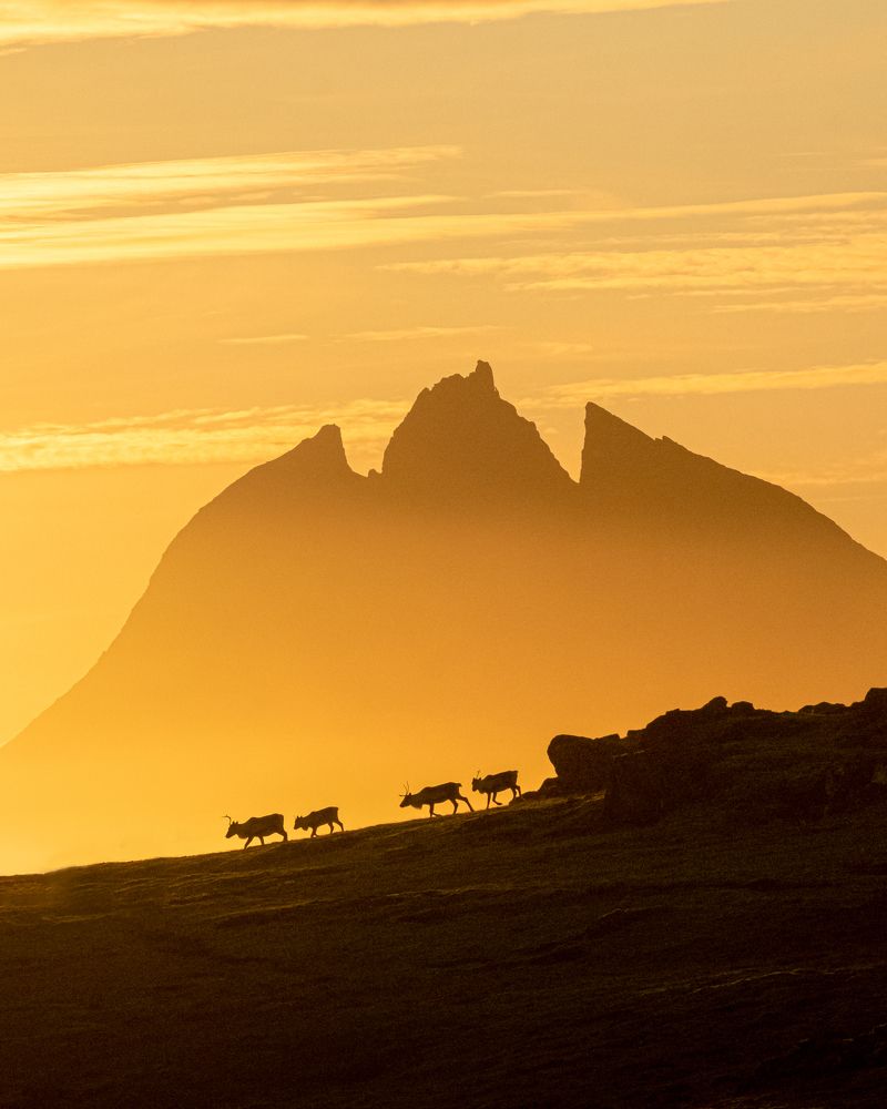 Reindeers of Hornafjordur