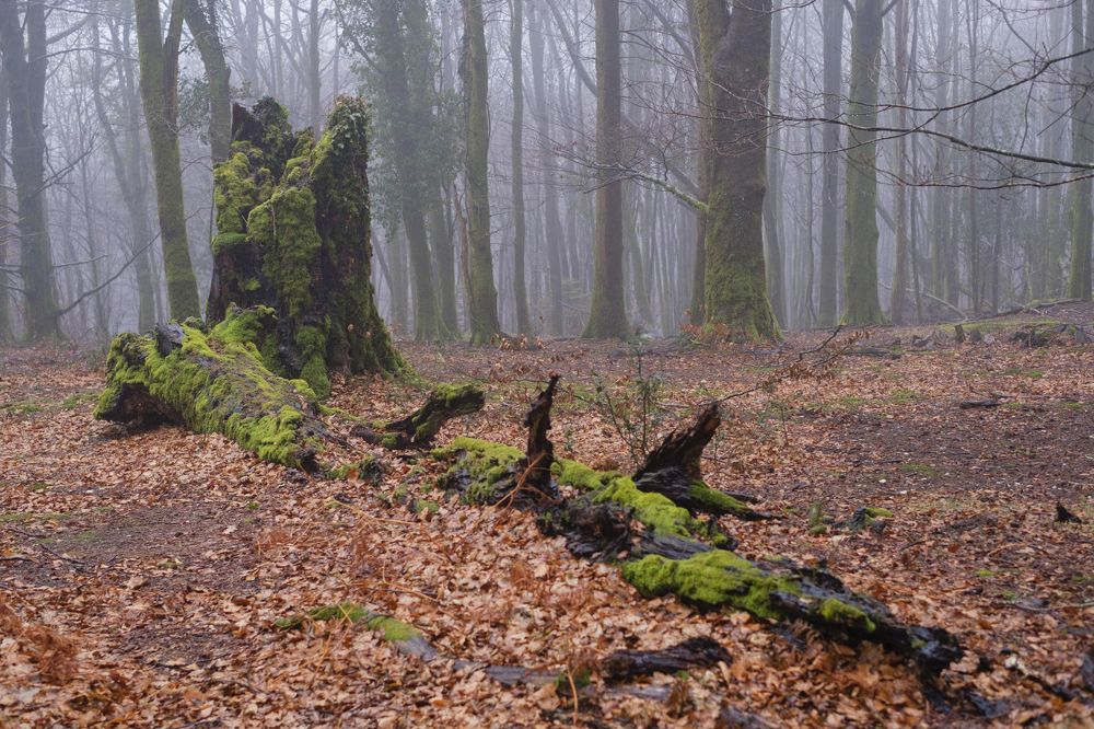 Photograph by Marian Lázaro