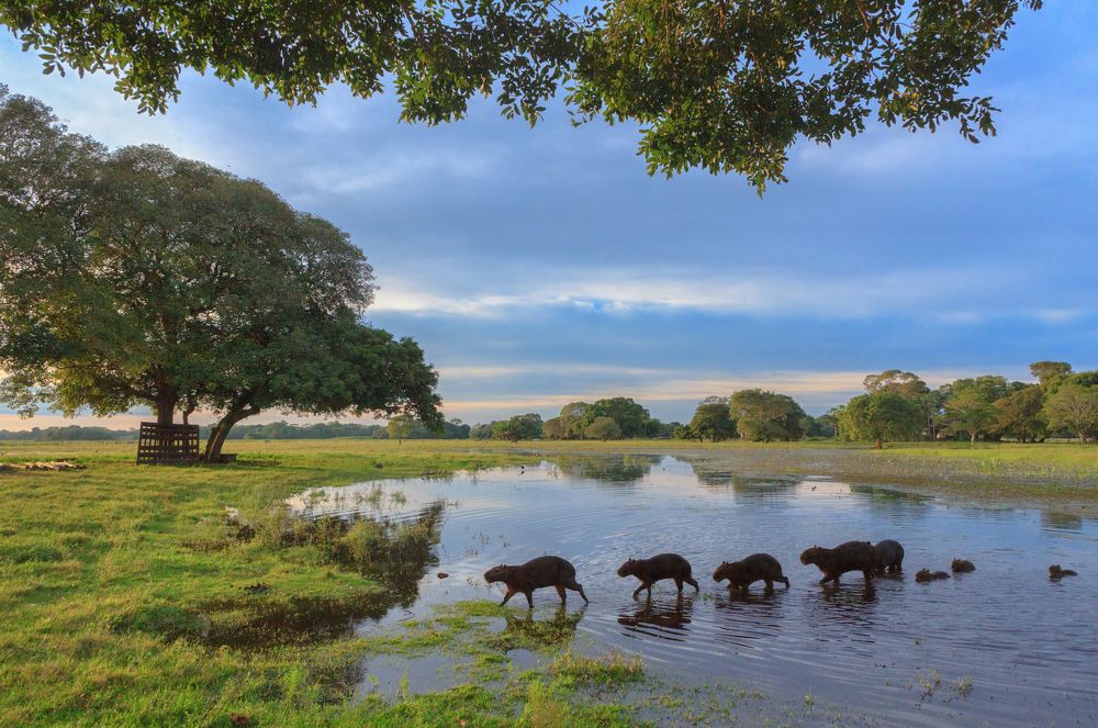 Копибары Пантанала