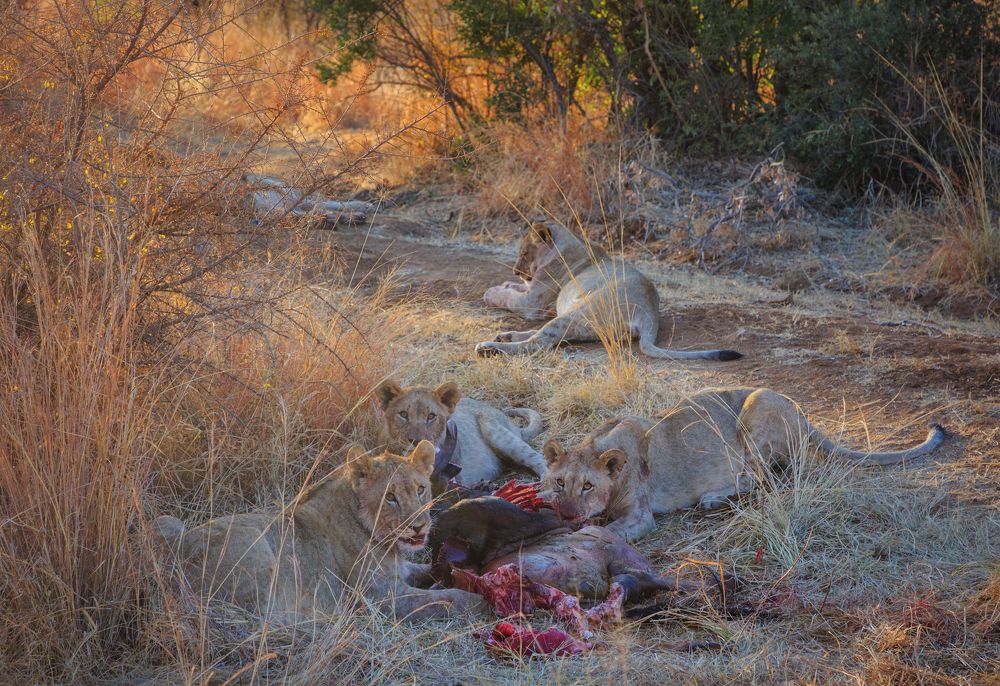 Львиный пир