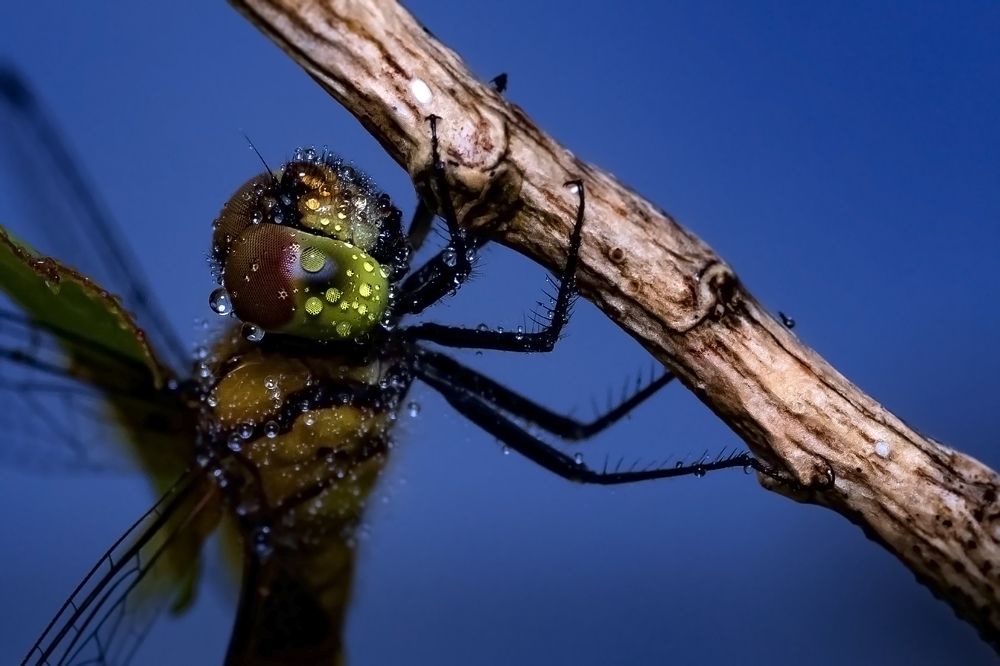 Photograph by Shovan Sam