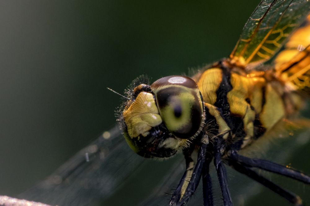 Photograph by Shovan Sam