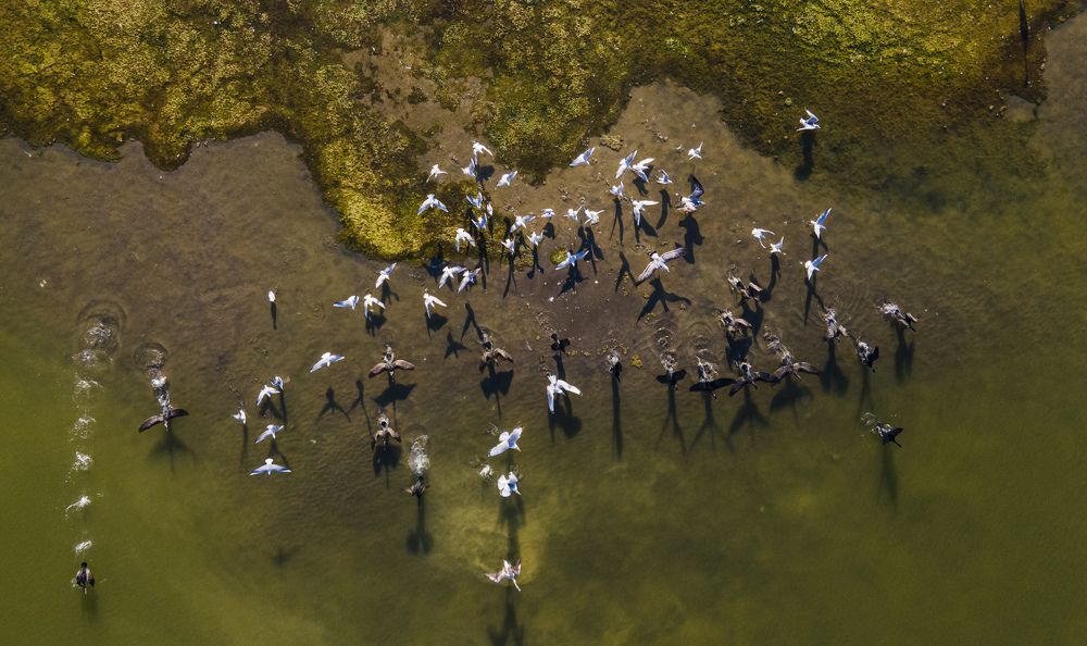 طائر البلشون