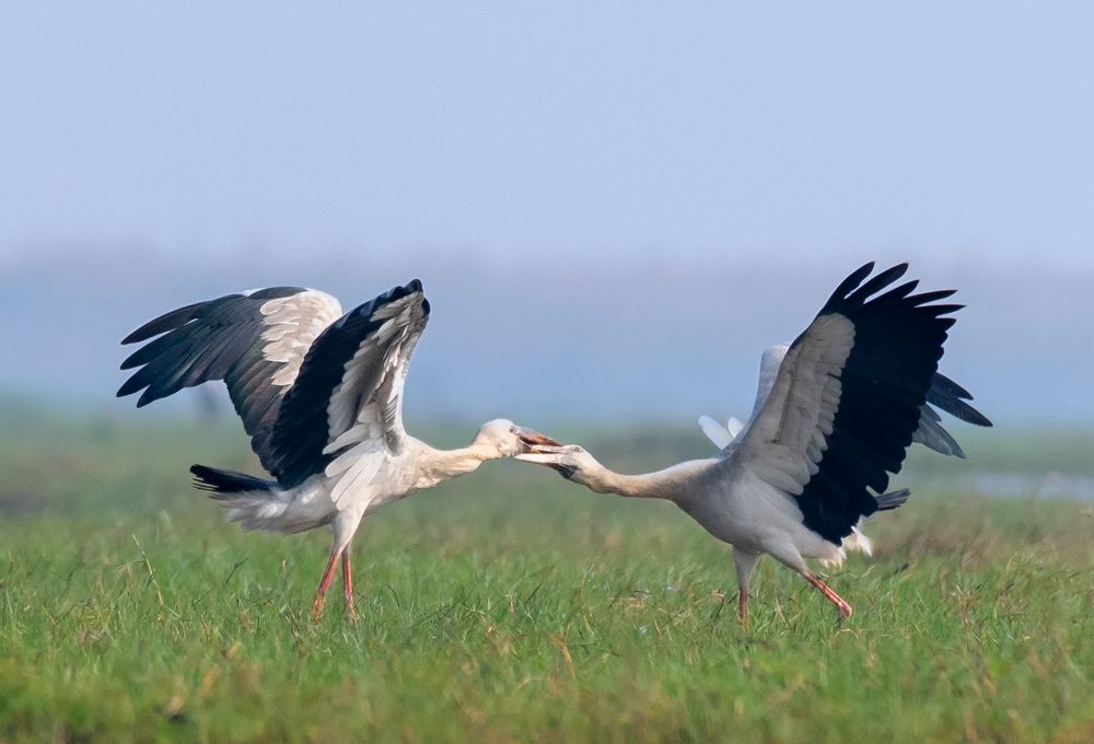 Photograph by Bibhas Deb