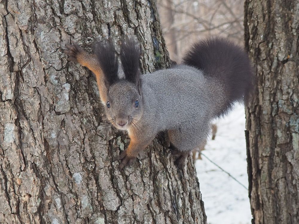 Любопытная белка.