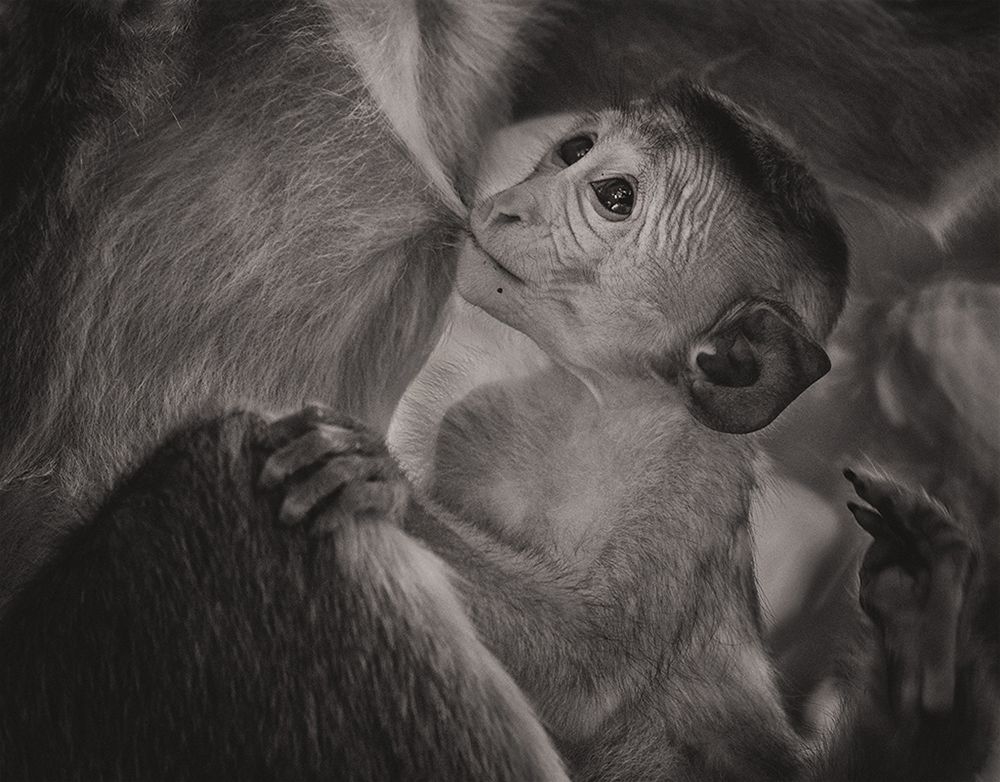 Photograph by SAMAN HALLOLUWA