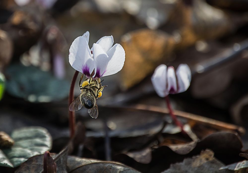 Photograph by Елена Плотникова