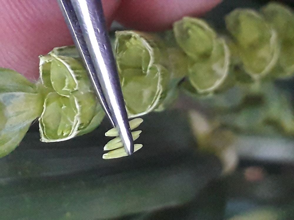 Ювелирная работа селекционера