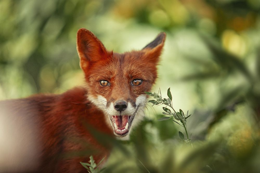 Photograph by Ксения Лысенкова