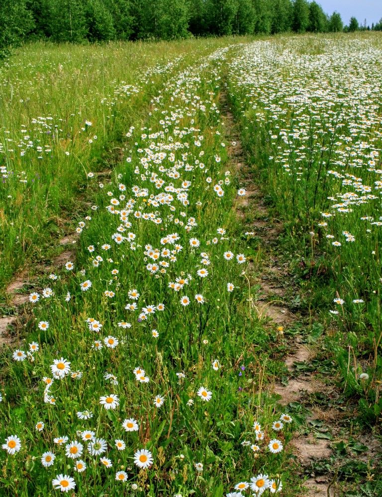 Полевая дорога в море ромашек.