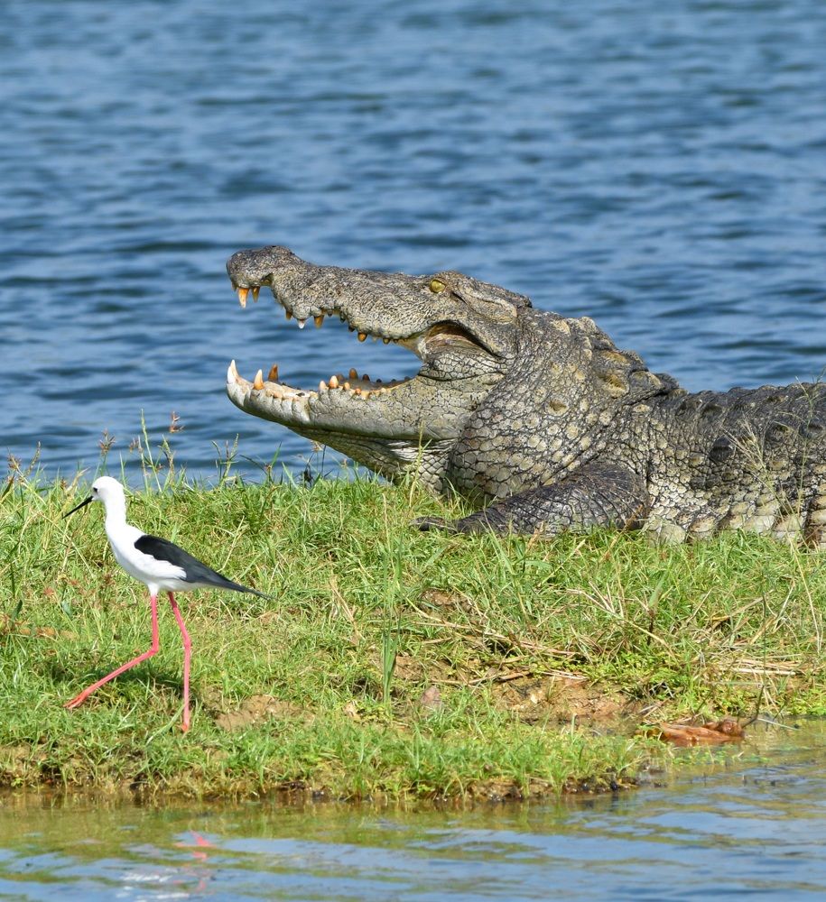 Photograph by Niroshan Wijesinghe