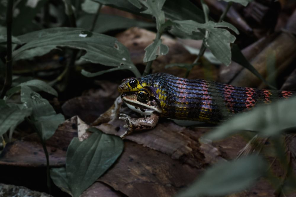 Photograph by Mithun Narayanan