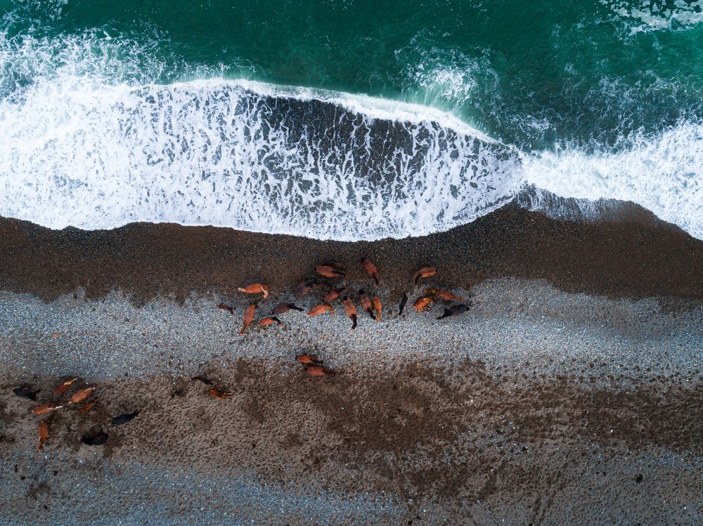 Лошади на берегу моря