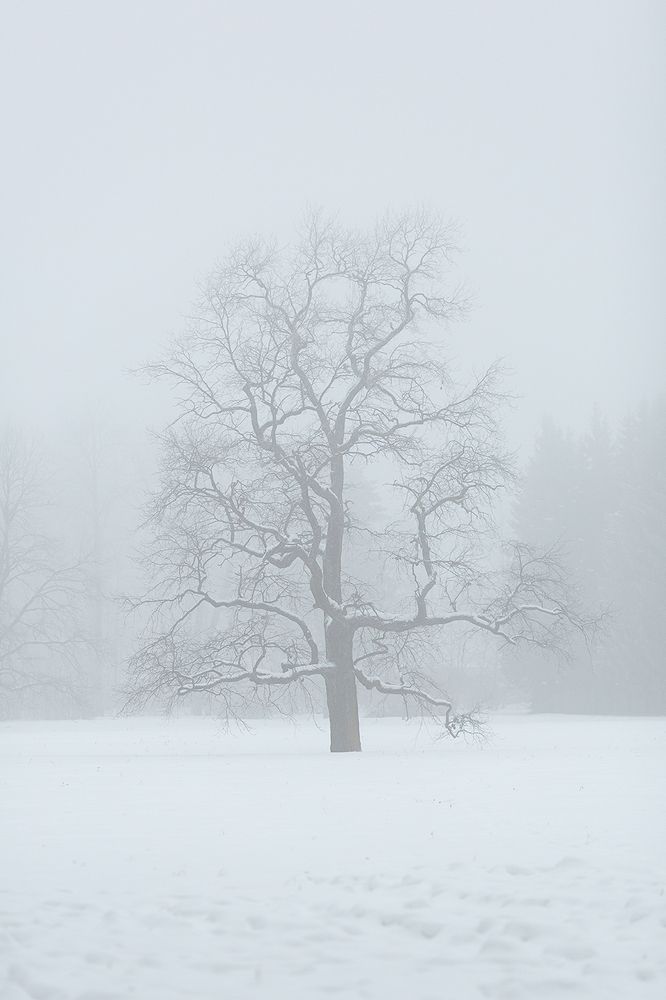 Photograph by Чистякова Валерия