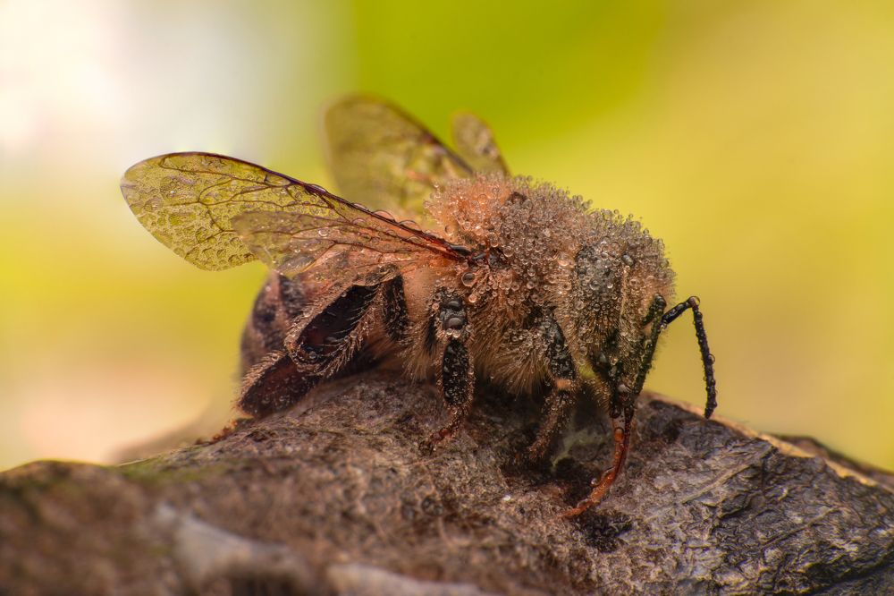 Photograph by Tsvetan Ganev