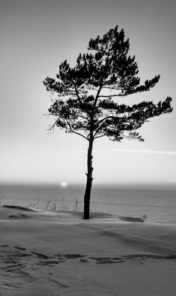 lonely tree