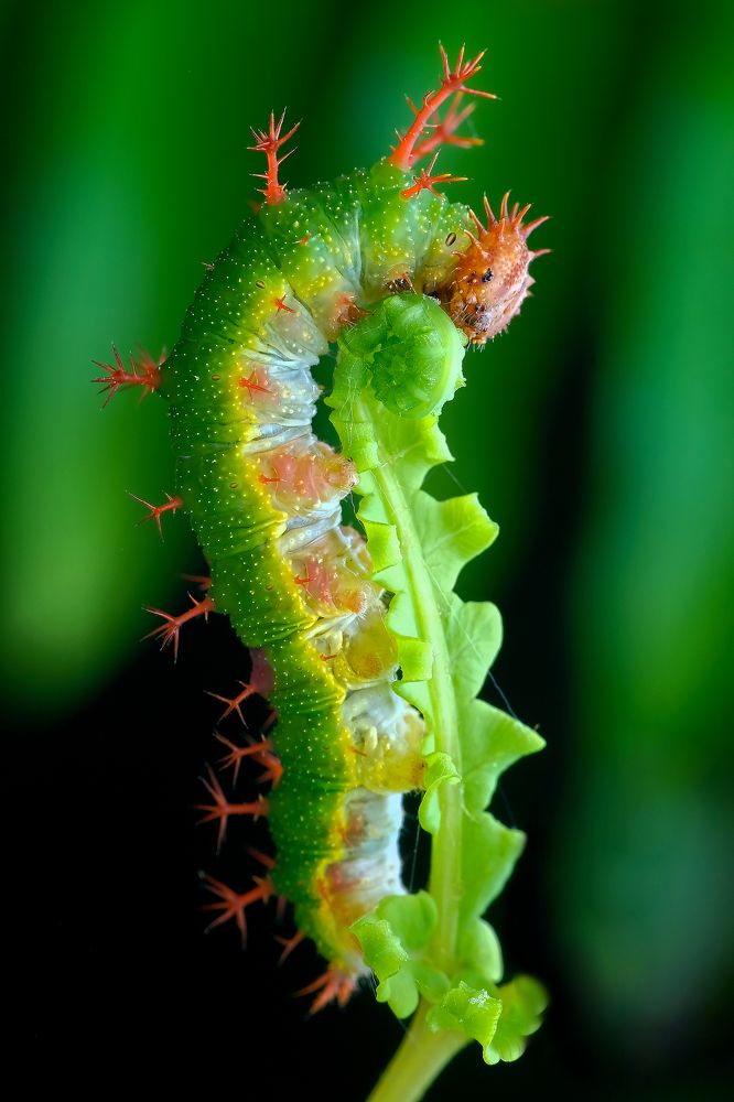 Photograph by KAIYEN LEE