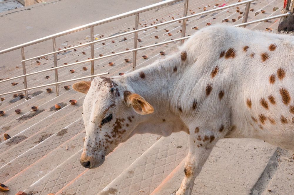 Photograph by Vipin Singh