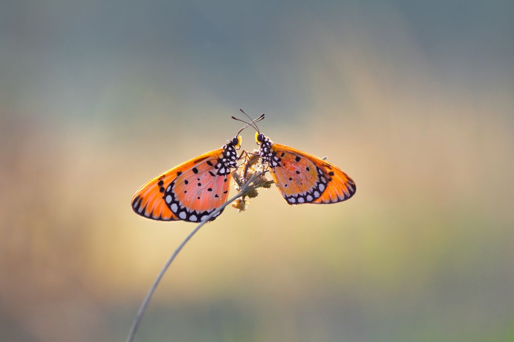 Photograph by Luvis_Artphoto