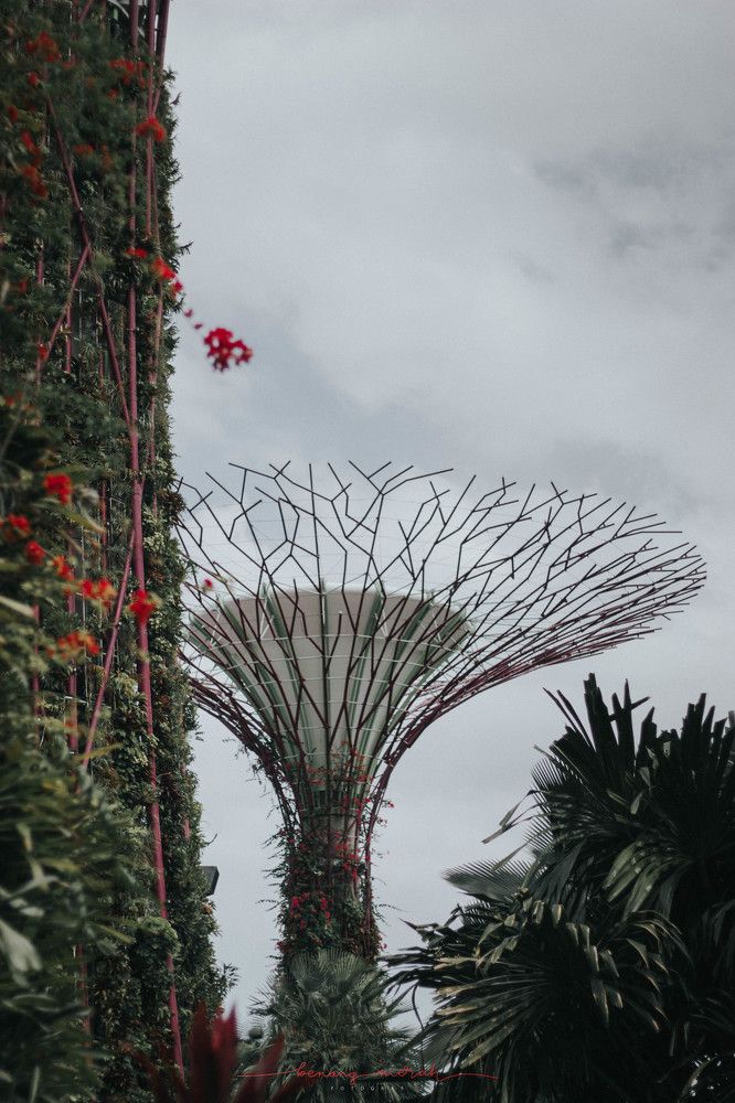 Supertree in a Cloudy Day
