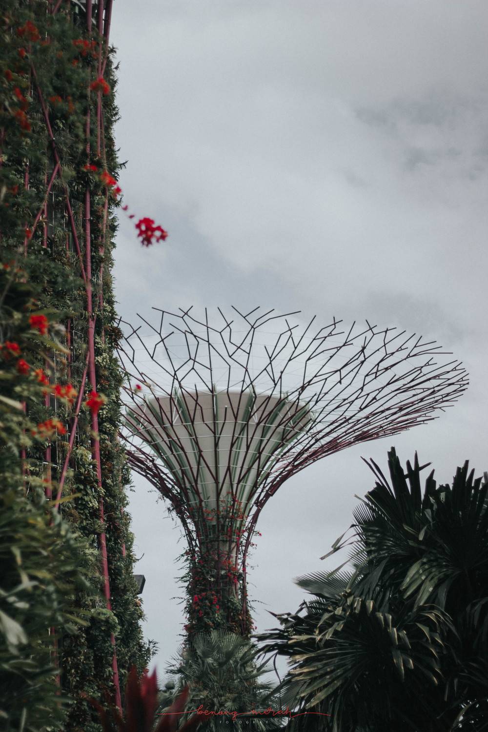 Supertree in a Cloudy Day