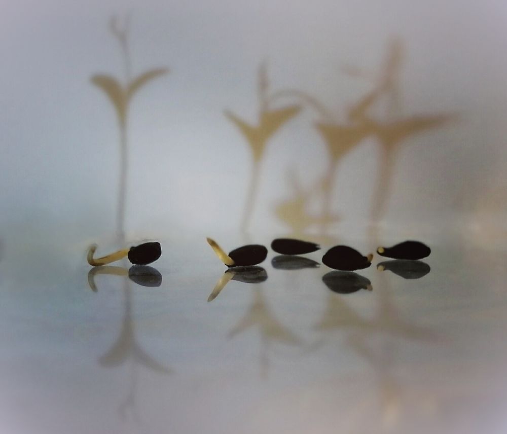 Photograph by Ирина Зима