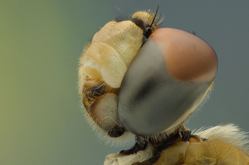 Photograph by Luvis_Artphoto