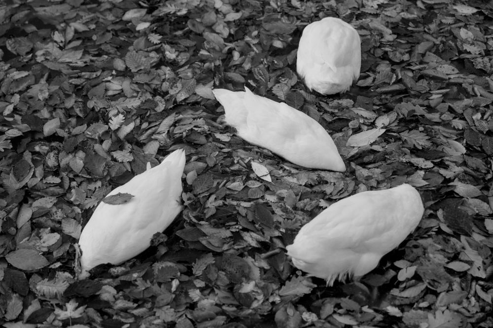 Photograph by АКОП МАРГАРЯН